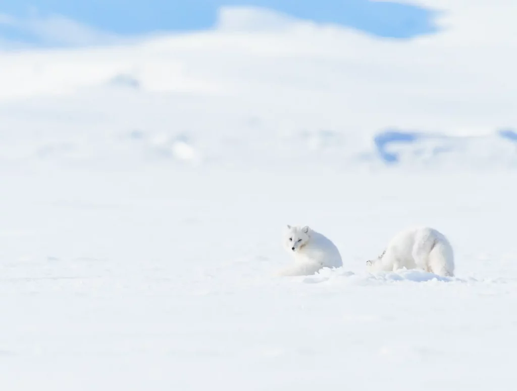 Poalrfüchse in der Arktis