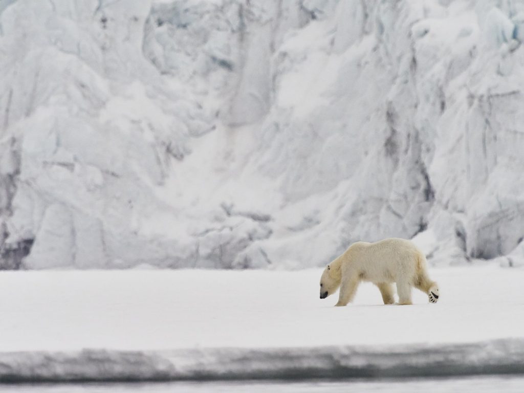 Polarbear in front of a Glacier