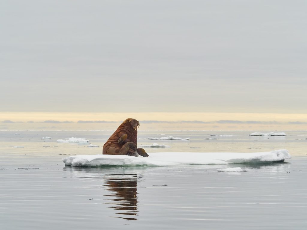 Walross auf einer einsamen Eisscholle