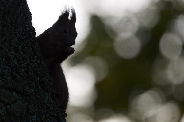 Eichhörnchen im Gegenlicht