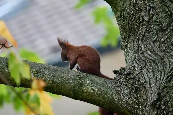 Eichhörnchen
