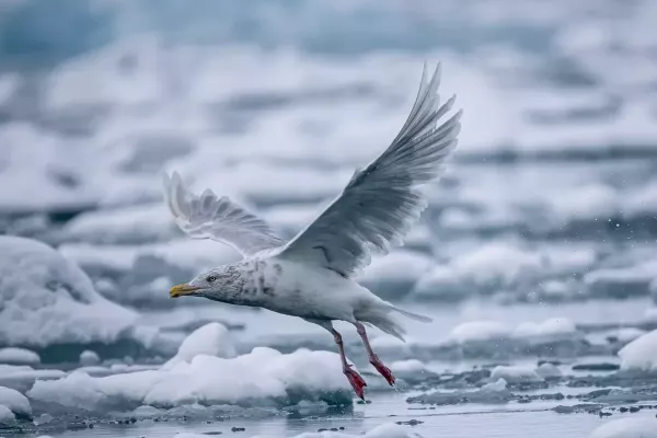Arctic-Seagull