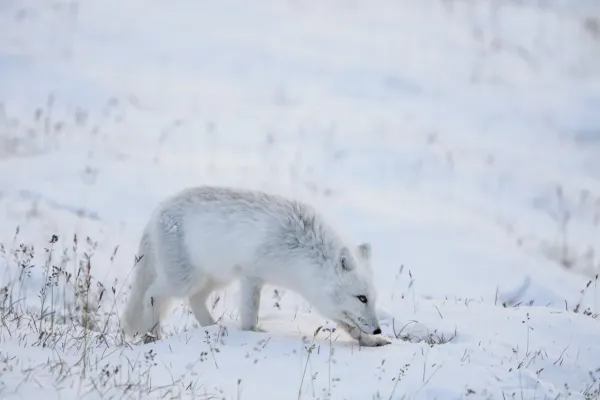 Artic-Fox-2