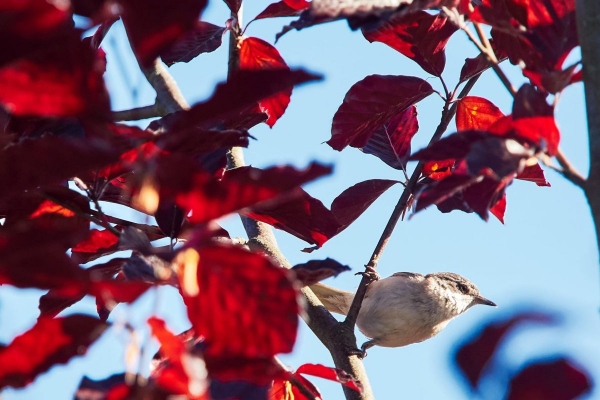 Kleiner Vogel im Busch