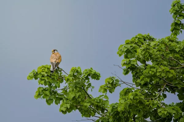 Falke