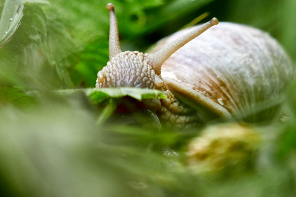 Weinbergschnecke
