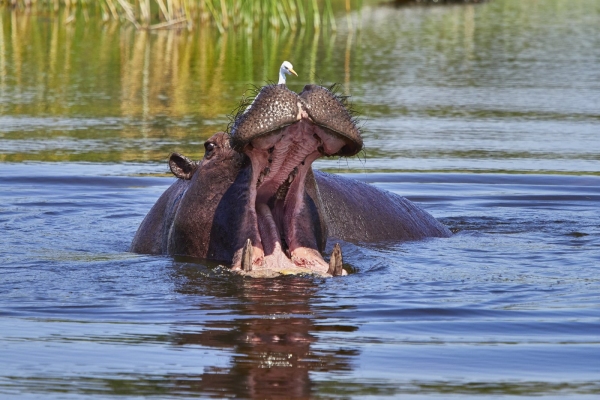 Gähnendes Flusspferd 1
