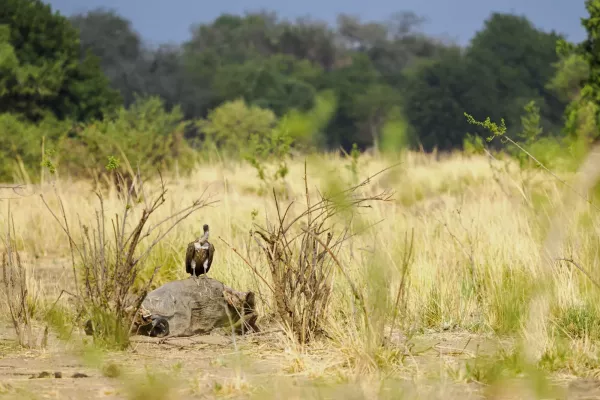 Littele-Makalolo-12161