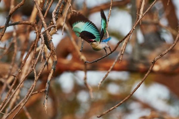 Startender Eisvogel