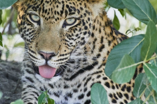 Leopard im Schatten 1