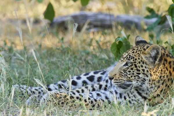 Leopard im Schatten 2
