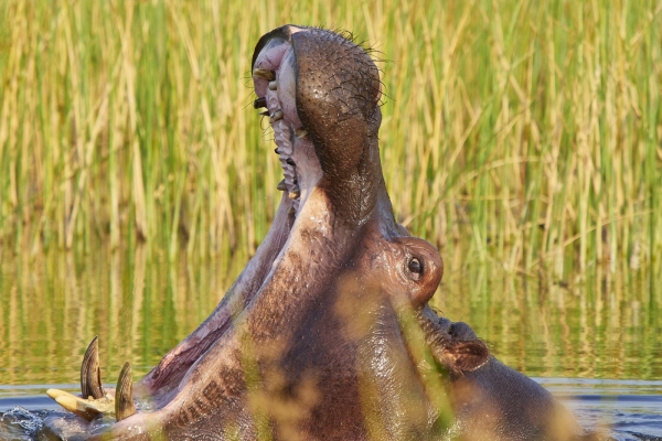 Gähnendes Flusspferd 3