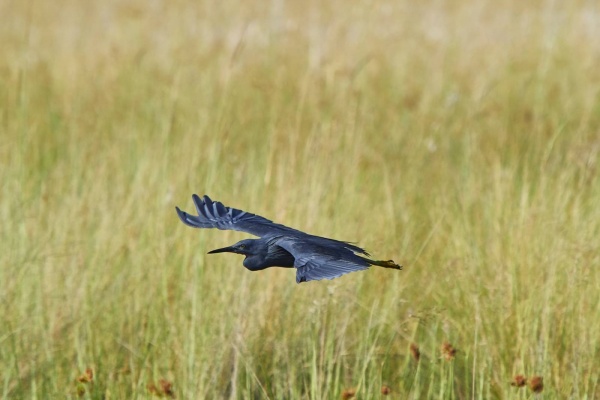 Fliegender Reiher