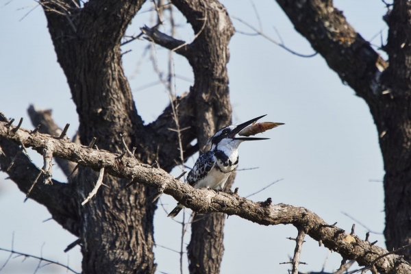 Essender Eisvogel