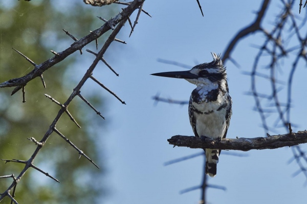 Eisvogel