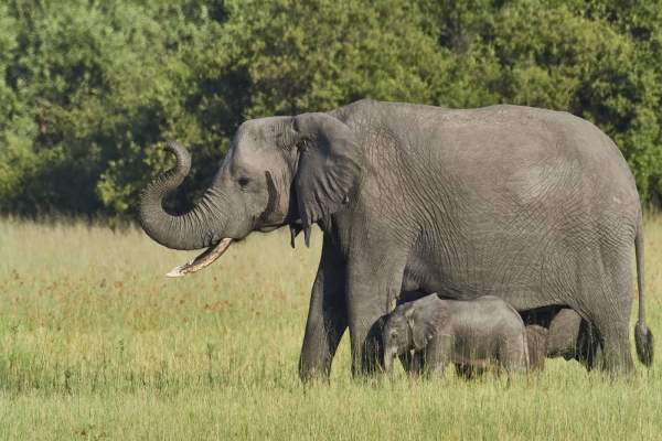 Elephanten Familie