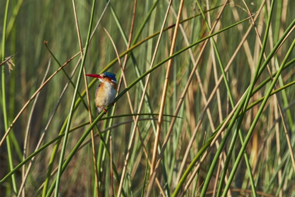 Kleiner Eisvogel