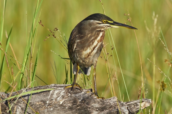 Grüner Reiher