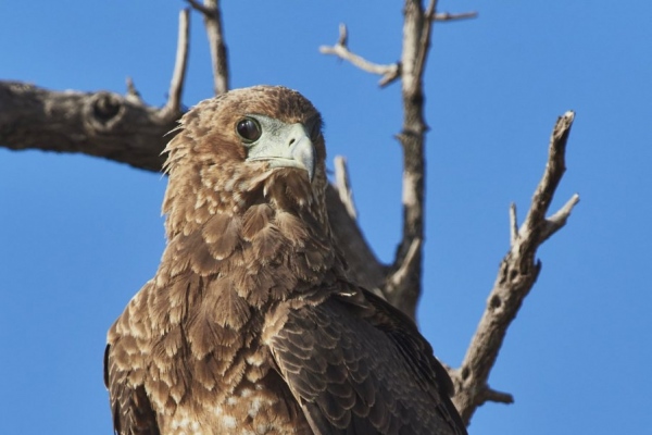 Kleiner Adler