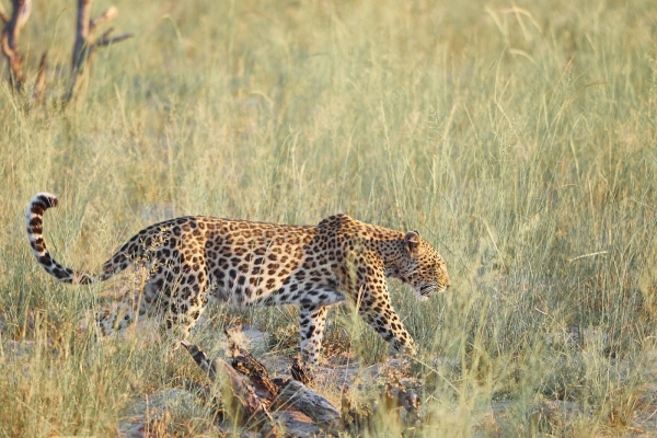 Einsamer Leopard