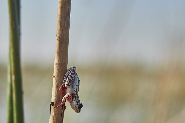 Kleiner Frosch