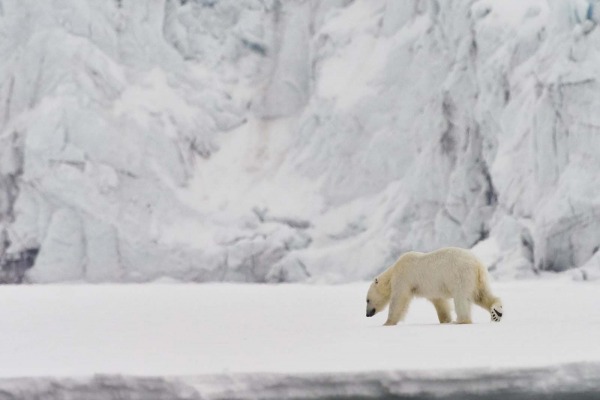 Eisbär