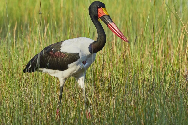 Storch