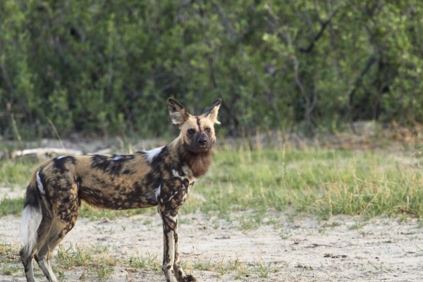Wildhund