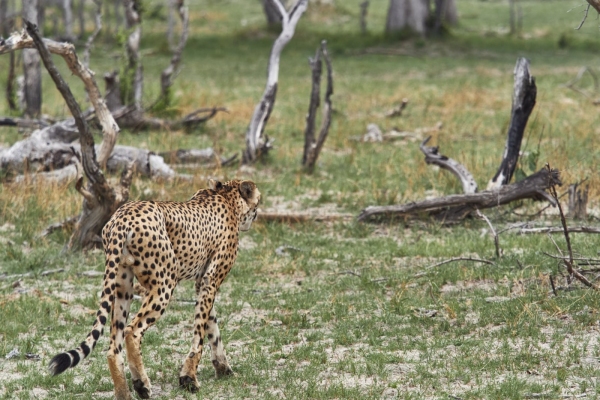 Suchende Gepard