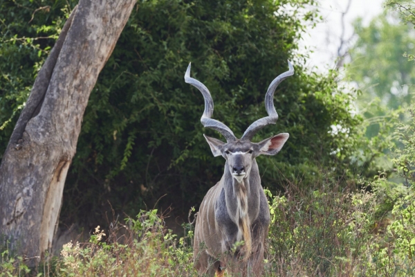 Antilope