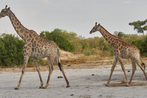 Zwei Giraffen