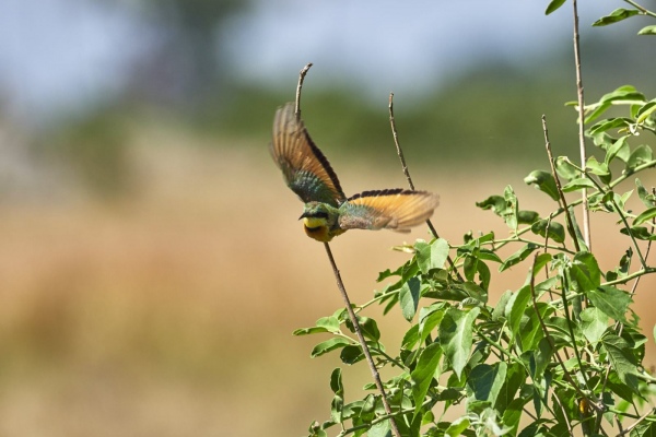 Startende Bienenfresser