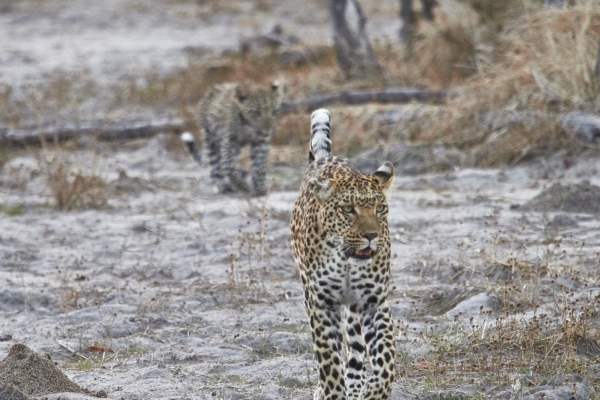Leopardin mit Baby 1