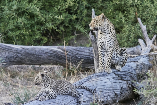 Leopardin mit Baby 2