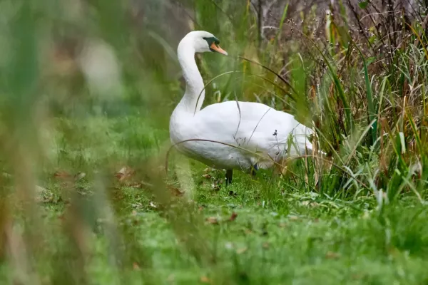 Schwan