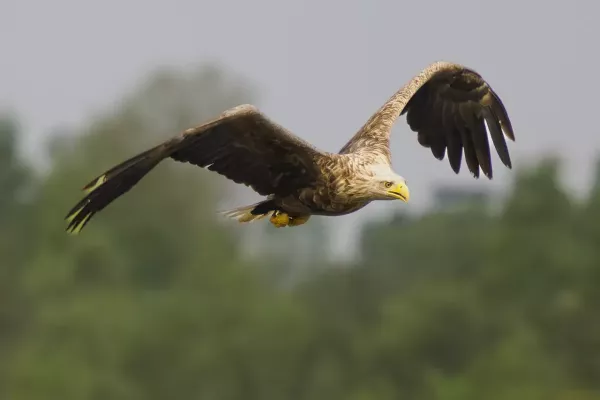 Seeadler-im-Flug-2
