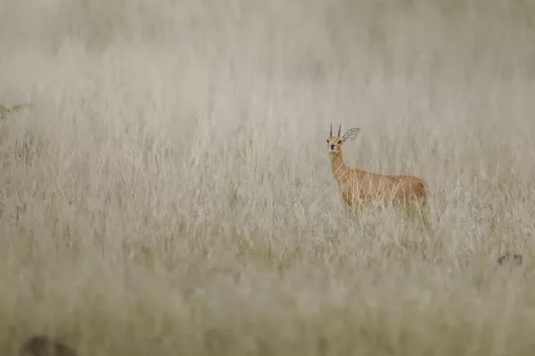 Steinbock