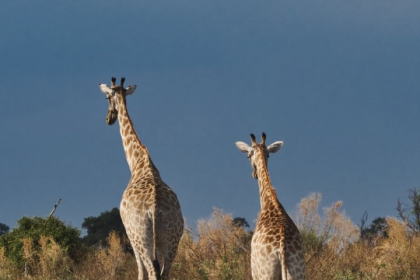 Zwei Giraffen