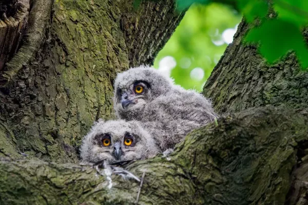 Owls