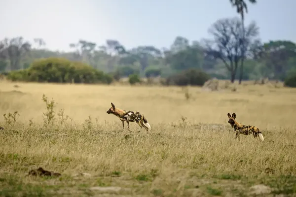 Painted dogs at Ruckomechi Camp, Zimbabwe
