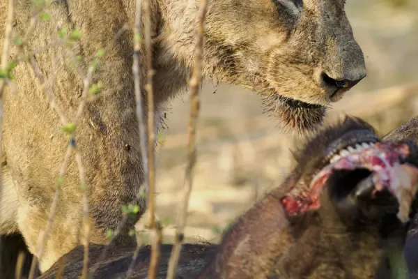 Wildlife at Ruckomechi Camp, Zimbabwe – portrait format