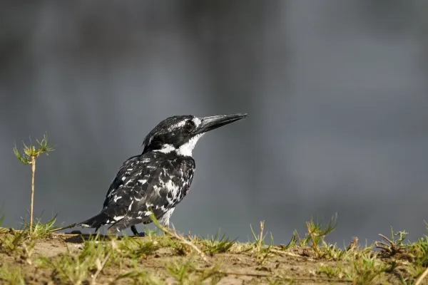 Wildlife at Ruckomechi Camp, Zimbabwe – square format