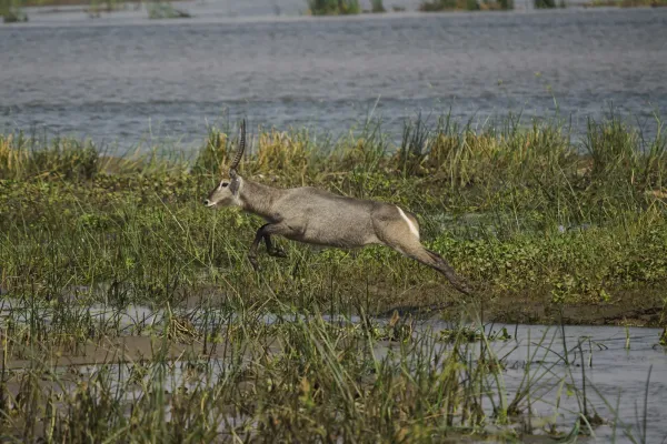 Safari scene at Ruckomechi Camp, Zimbabwe