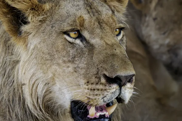 Wildlife at Ruckomechi Camp, Zimbabwe