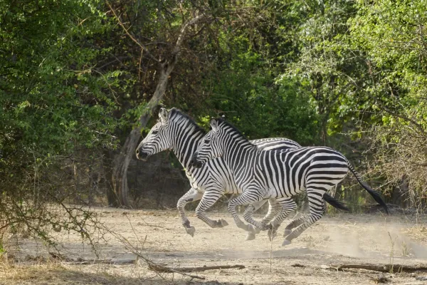 Ruckomechi Camp, Simbabwe – Wildtierfoto in der Abendsonne