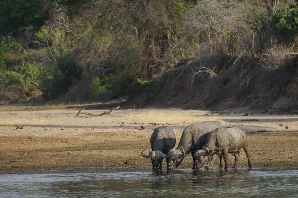 Wildlife at Ruckomechi Camp, Zimbabwe