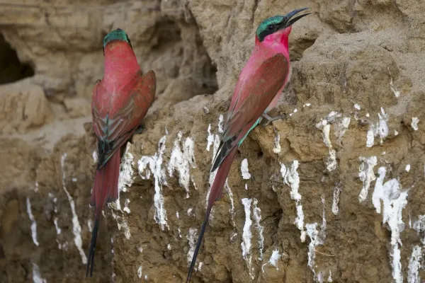 Wildlife photo at Ruckomechi Camp, Zimbabwe