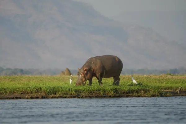 Wildlife photo at Ruckomechi Camp, Zimbabwe
