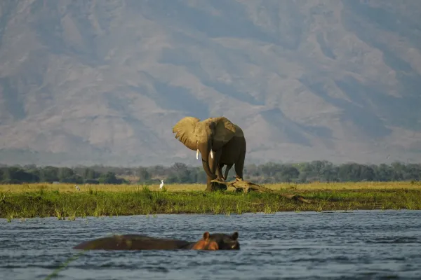 Wildlife photo from Ruckomechi Camp, Zimbabwe