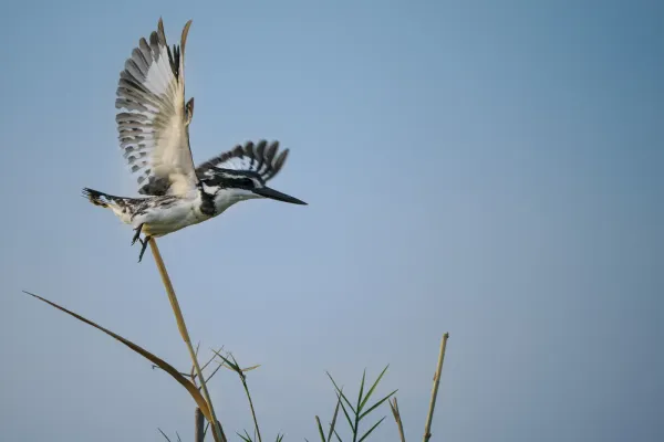 Safari scene at Ruckomechi Camp, Zimbabwe